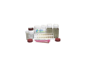 B50-HySuL1 황화수소(저농도) 측정키트 hydrogen sulfide ITS